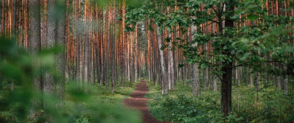 A path in the forest